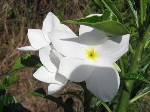 Plumeria pudica — Vintage Green Farms with Tom Piergrossi